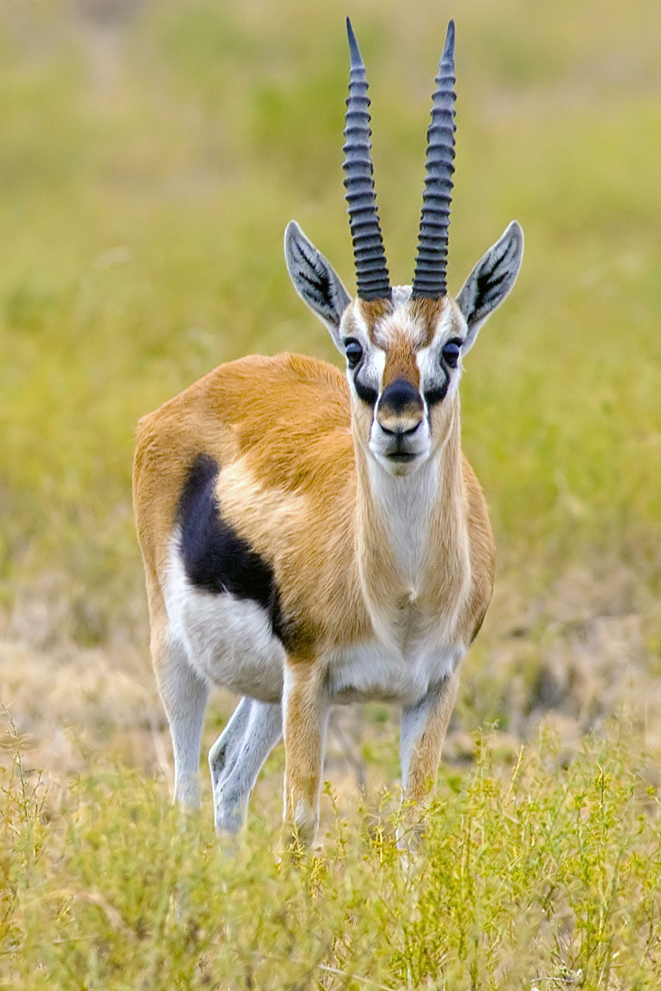  Thomson gazella